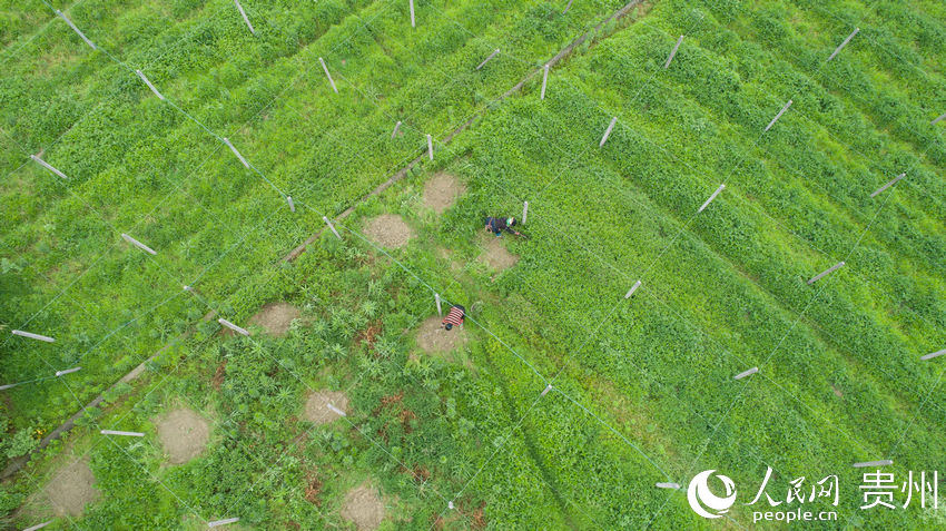 5月20日，農民在貴州省黔東南苗族侗族自治州丹寨縣排調鎮也改村吊瓜種植基地裡勞作（無人機照片）。