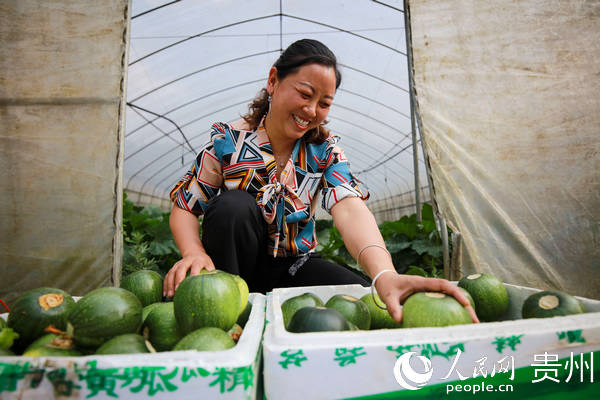 社區干部幫助農民將早熟小南瓜裝框。周訓超 攝