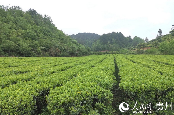 開陽縣南江鄉：因地制宜謀產業  綠色發展促增收。 