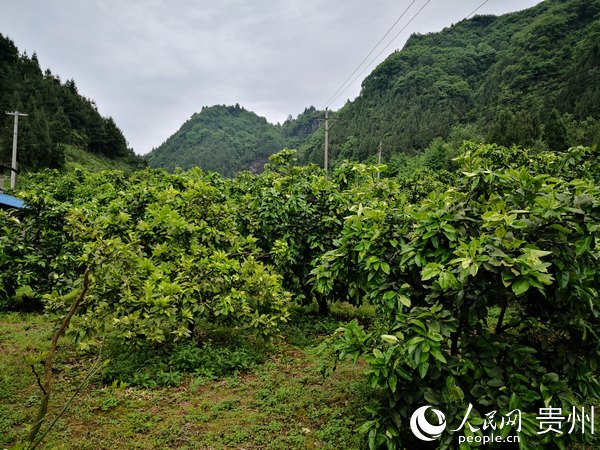 江西寨下镇人口多少_江西人口分布图(3)