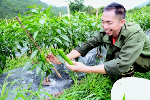 王维维   5月中旬,当全省大部分地方还在移栽辣椒苗的时候,三都水族