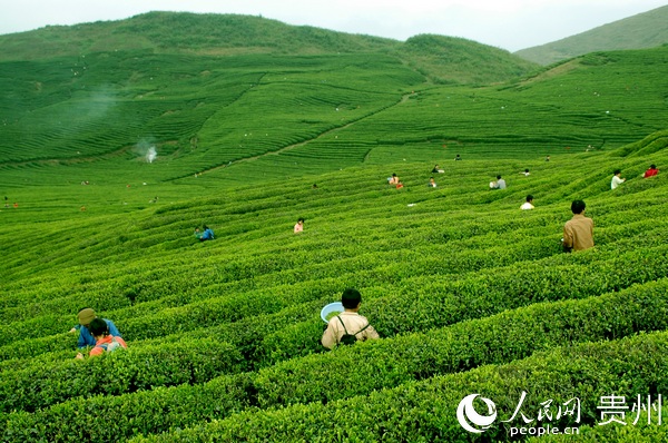 印江永義鄉茶園基地  銅仁市融媒體中心提供