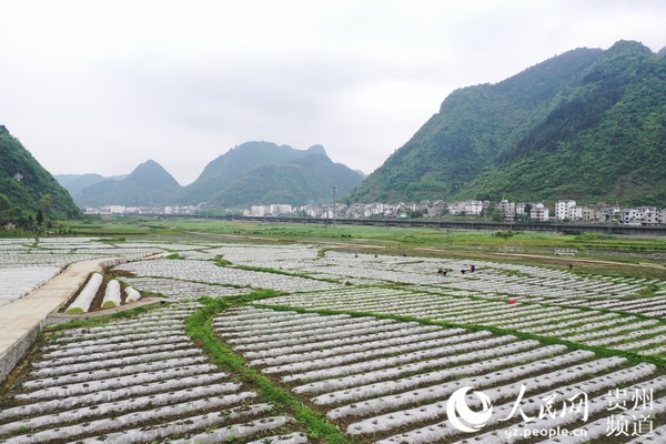 贵州汇川区推进坝区产业结构调整:党建引领 重在精准