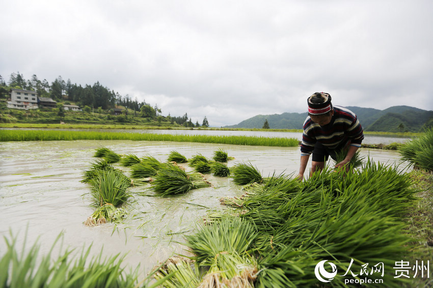 農民在移栽水稻秧苗。