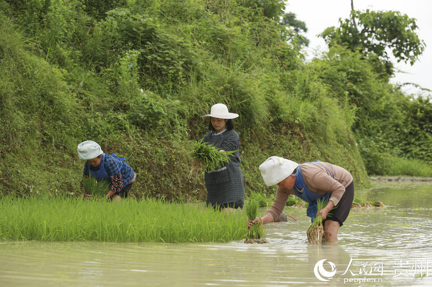 農民在移栽水稻秧苗。