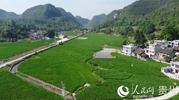 獨山縣上司鎮茭白種植示范基地。阮霞 攝