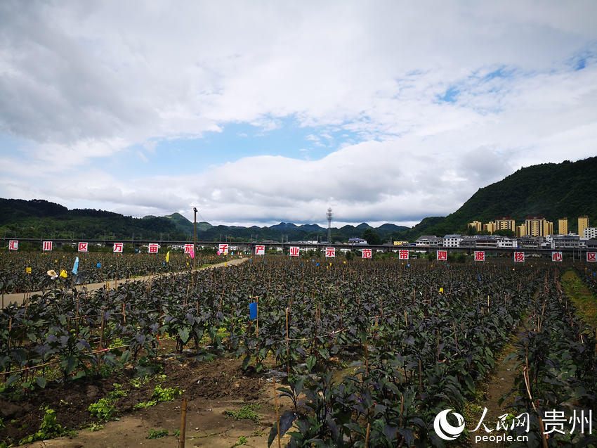 萬畝茄子種植基地。匯川區融媒體中心供圖