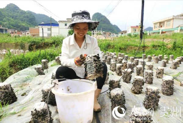 潘啟燕正在採收黑木耳