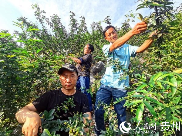 今年的花椒豐收了！攻堅隊員和村干部查看花椒產業。文波 攝