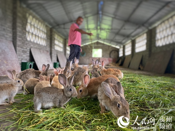 王勛江飼養雜交野兔