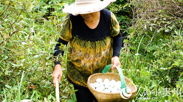 曹祖平妻子在林中撿拾雞蛋