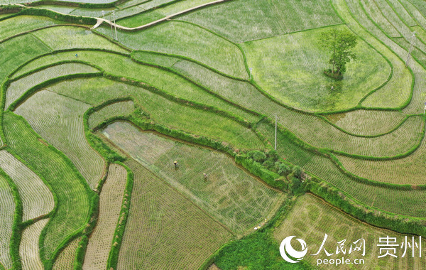 6月14日，農民在玉屏侗族自治縣亞魚鄉郭家灣村稻田裡對秧苗進行施肥。