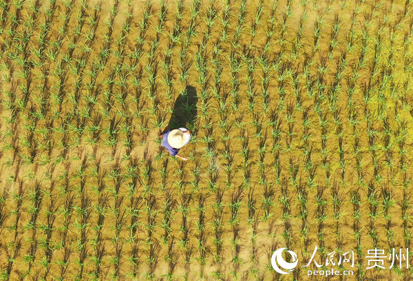 6月14日，農民在玉屏侗族自治縣亞魚鄉郭家灣村稻田裡對秧苗進行施肥。