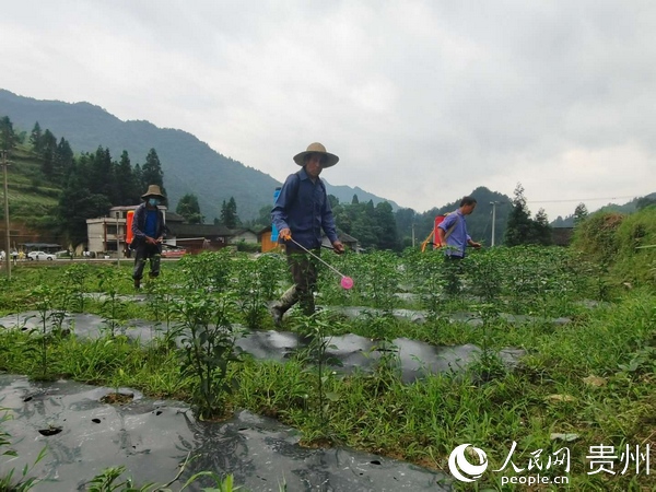 江口太平鎮三沛塘村貴利農業有限公司辣椒種植基地裡，村民們在給辣椒除草施肥。