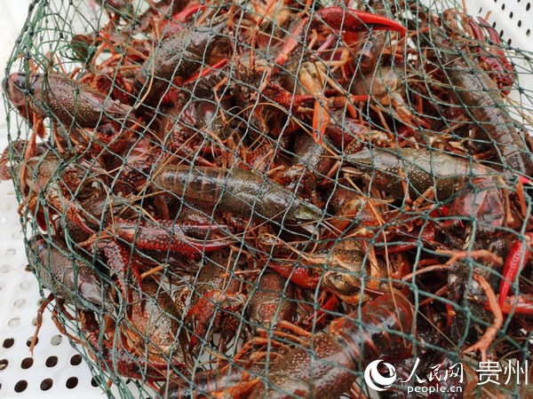 江口縣貴州省瀛潤農業科技開發有限公司小龍蝦養殖基地，剛打撈起來的小龍蝦。