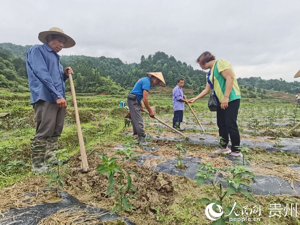 江口縣太平鎮三沛塘村貴利農業有限公司辣椒種植基地裡，村民們在給辣椒除草施肥。