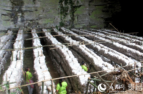 工人们在采收成熟的平菇。 李蕾 摄