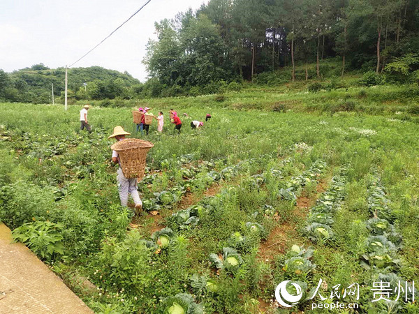 採收蓮花白。郭芳 攝