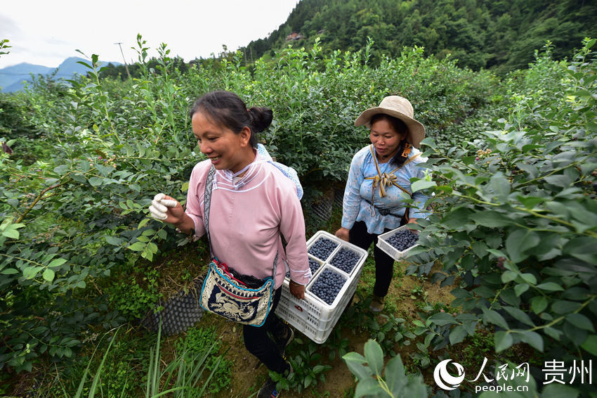 6月17日，村民在貴州省丹寨縣排調鎮排調村藍莓種植基地裡搬運藍莓。