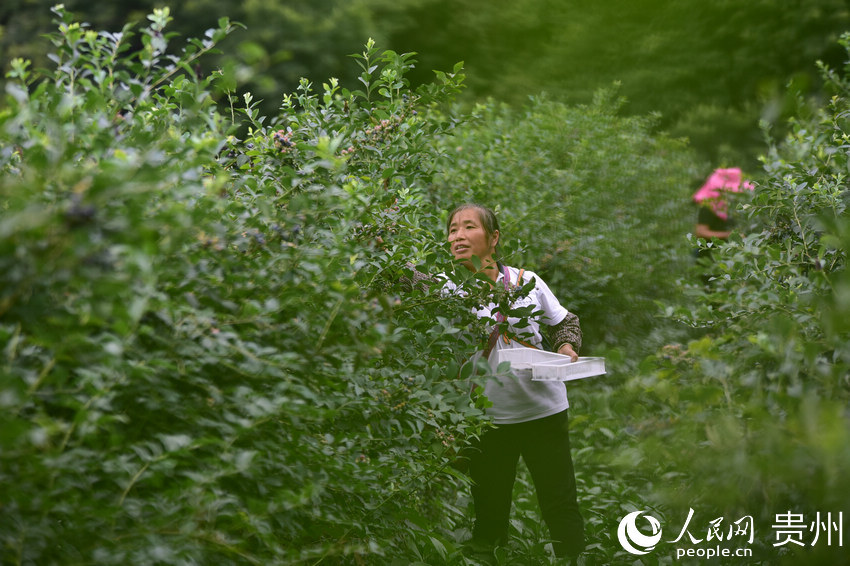 6月17日，村民在貴州省丹寨縣排調鎮排調村藍莓種植基地裡採摘藍莓。