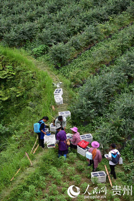 6月17日，村民在貴州省丹寨縣排調鎮排調村藍莓種植基地裡分揀、搬運藍莓。