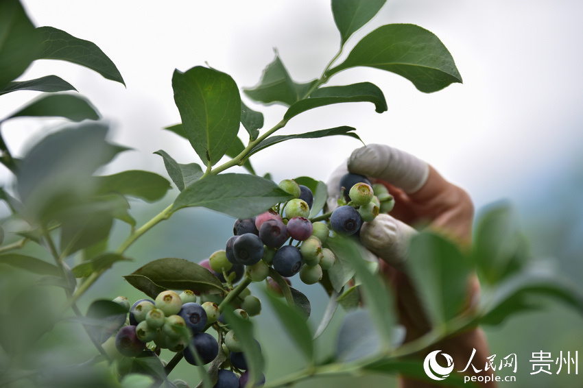 6月17日，村民在貴州省丹寨縣排調鎮排調村藍莓種植基地裡採摘藍莓。