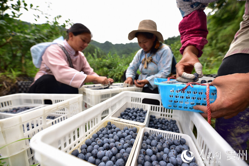 6月17日，村民在貴州省丹寨縣排調鎮排調村藍莓種植基地裡分揀藍莓。