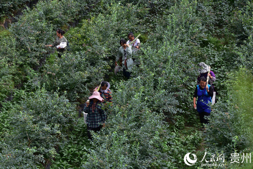 6月17日，村民在貴州省丹寨縣排調鎮排調村藍莓種植基地裡挑運藍莓。