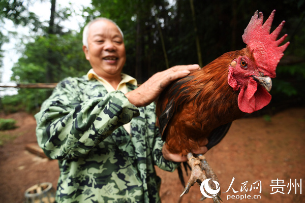 6月18日，長順縣鼓揚鎮綠殼蛋雞養殖戶賴由禮展示自己的綠殼蛋雞。