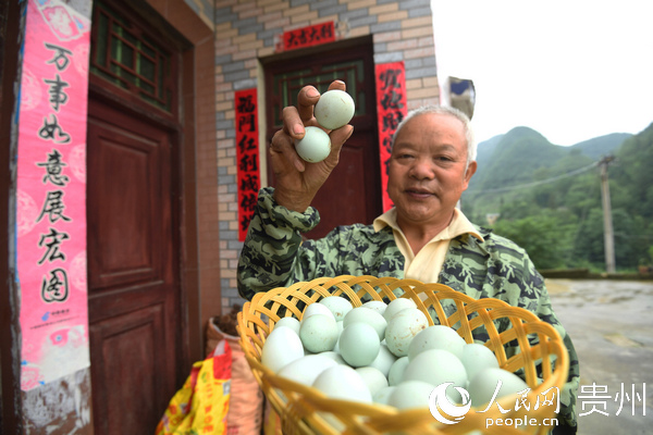 6月18日，長順縣鼓揚鎮綠殼蛋雞養殖戶賴由禮展示自家的綠殼雞蛋。