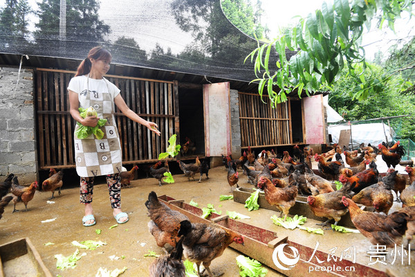 6月18日，貴州省黔南州長順縣鼓揚鎮綠殼蛋雞養殖戶姚勝琴正在雞喂食。