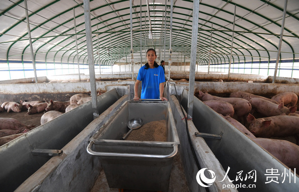 6月18日，,在長順縣鼓揚鎮生豬養殖基地。生豬養殖戶梁家芬准備給豬喂食。
