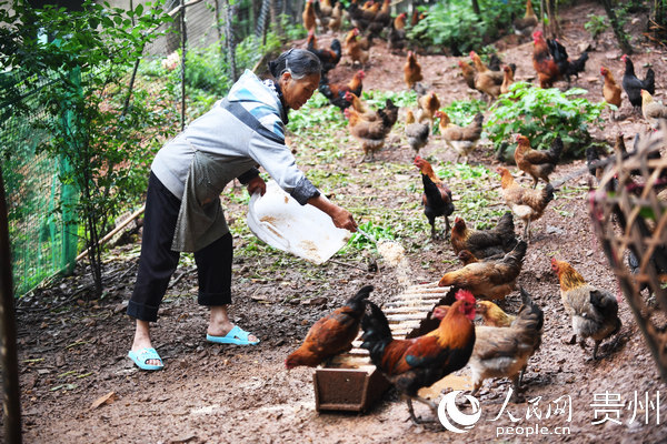 6月18日，貴州省黔南州長順縣鼓揚鎮綠殼蛋雞養殖戶正在給雞喂食。