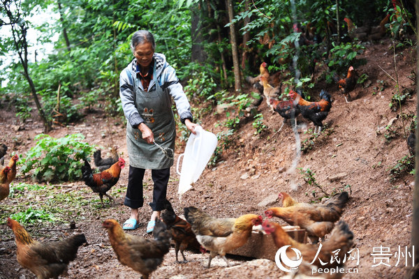6月18日，長順縣鼓揚鎮綠殼蛋雞養殖戶正在給雞喂食。