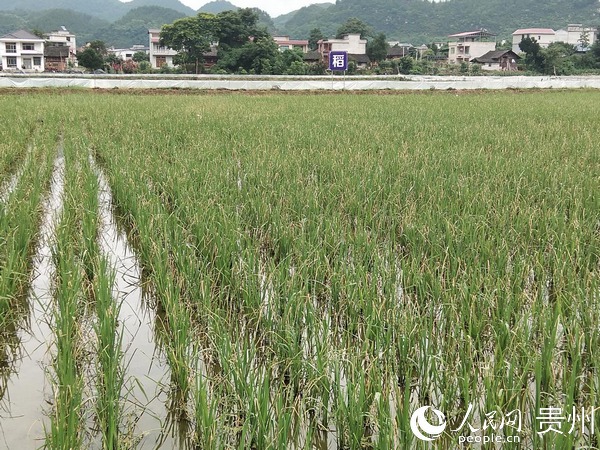 贵州省农业农村厅特别提醒：预防水稻“两迁”害虫。