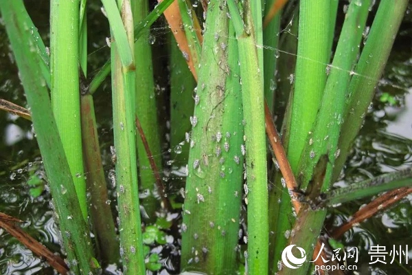 雨后利于水稻“两迁”害虫繁殖。