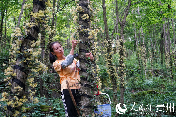 万再祥 摄仲夏时节,贵州省岑巩县大有镇木召村的林下铁皮石斛种植基地