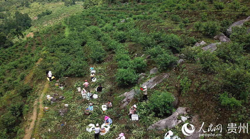 6月29日，鎮南鎮同德社區椒農在花椒地裡採收花椒（無人機照片）。田東 攝