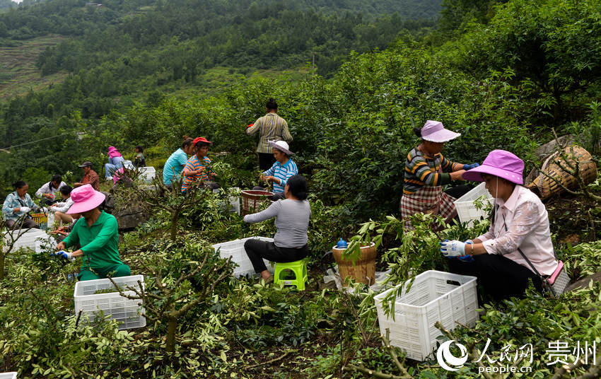 6月29日，鎮南鎮同德社區椒農在花椒地裡採收花椒。田東 攝