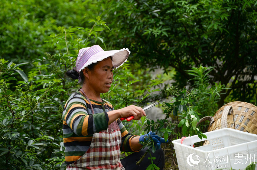 6月29日，鎮南鎮同德社區椒農在花椒地裡採收花椒。田東 攝