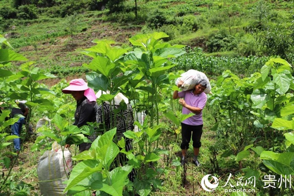 村民們採摘桑葉。趙靜 攝