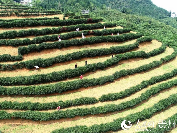 海馬宮村茶葉種植基地。趙靜 攝