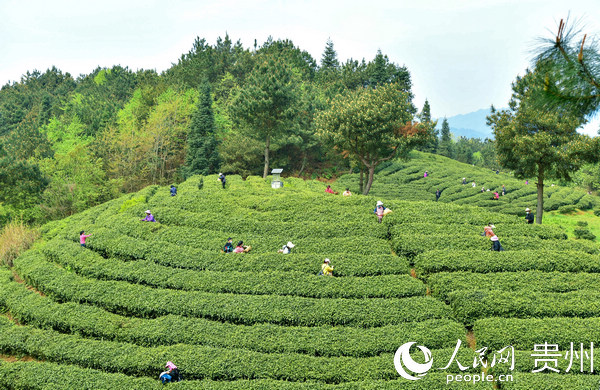 朱昌鎮村民們在茶園採茶。江永盛 攝
