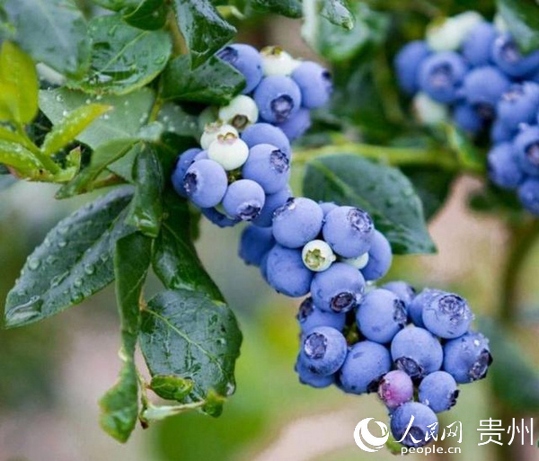 碧江壩黃鎮高壩田村藍莓基地的藍莓熟了。碧江融媒體中心提供