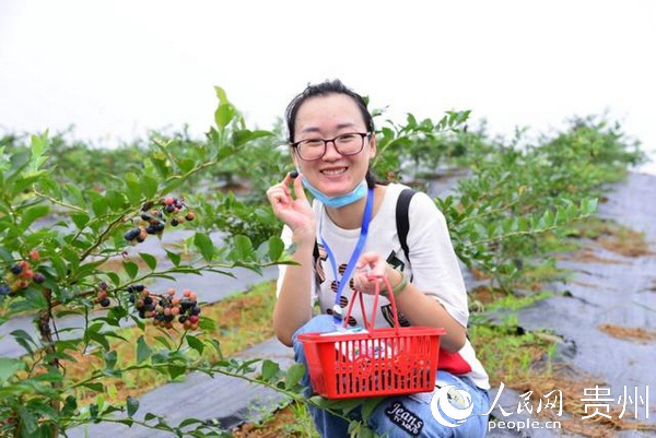 游客在基地采摘蓝莓。碧江融媒体中心提供