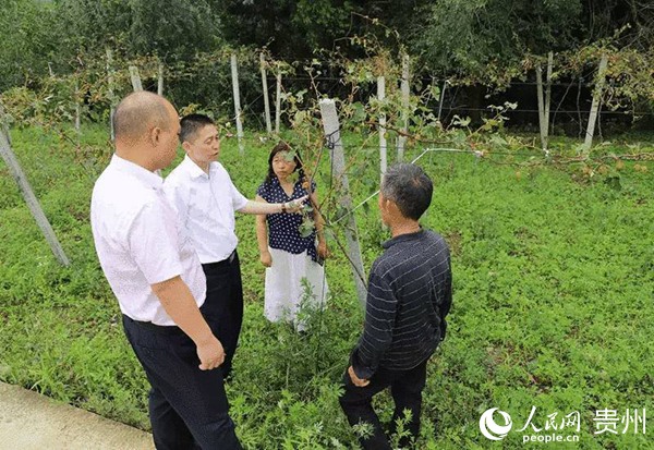 .遇到災害心不慌，農業保險來保障。高智 攝