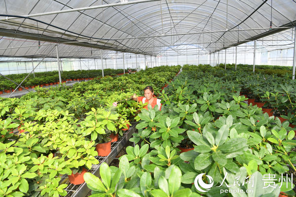 沙廠鄉興隆村花卉基地，群眾務工忙 。張朝虎 攝