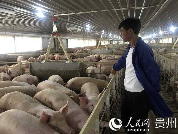 官倉鎮羊復村桐梓縣嘉隆養殖有限公司總經理鐘永剛看著即將出槽的生豬，心裡樂開了花。