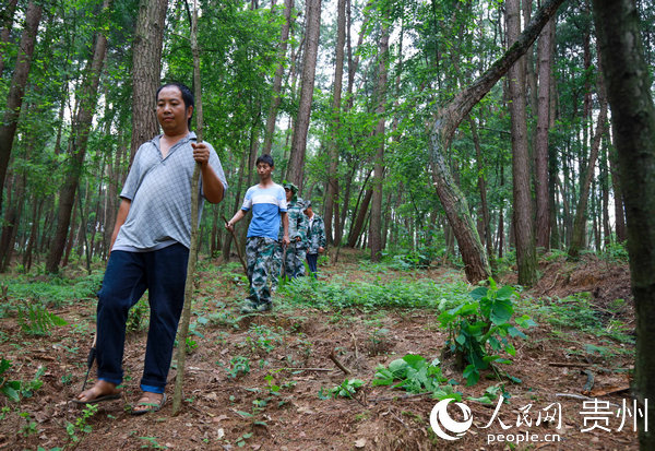 7月17日，黔西縣雨朵鎮平壩村的護林員在鬆林裡巡視。