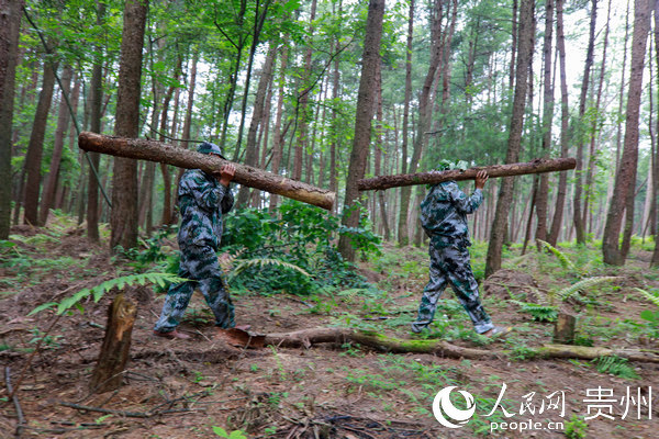 7月17日，黔西縣雨朵鎮平壩村的護林員，搬運鬆林裡的爛木材。